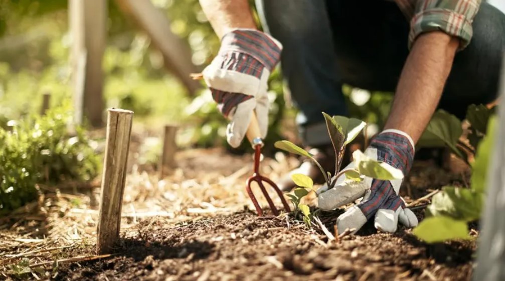 Ultimate Guide: How to Care for Your Garden in the UK Summer